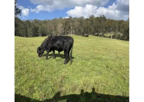Angus x Fresian Cow ,Angus bull - Suitable Heifers - 1/5