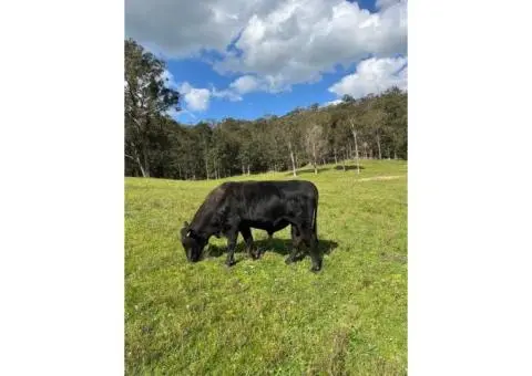 Angus x Fresian Cow ,Angus bull - Suitable Heifers - 2/5