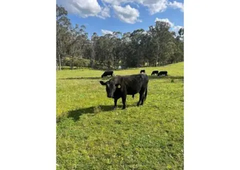 Angus x Fresian Cow ,Angus bull - Suitable Heifers - 3/5