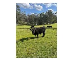 Angus Bulls with great breed lines