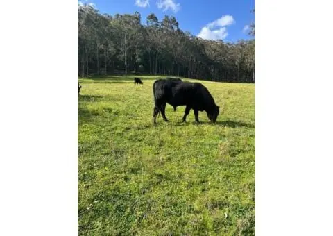 Angus Bulls with great breed lines - 2/3