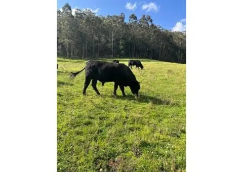 Angus Bulls with great breed lines - 3/3
