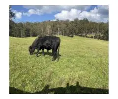 Angus x Fresian Cow ,Angus bull - Suitable Heifers