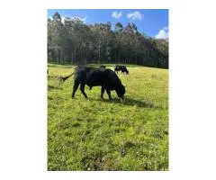 Angus x Fresian Cow ,Angus bull - Suitable Heifers