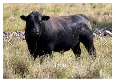 Angus x Fresian Cow ,Angus bull - Suitable Heifers - 1/6