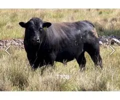Angus x Fresian Cow ,Angus bull - Suitable Heifers