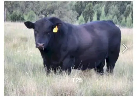 Angus x Fresian Cow ,Angus bull - Suitable Heifers - 2/6