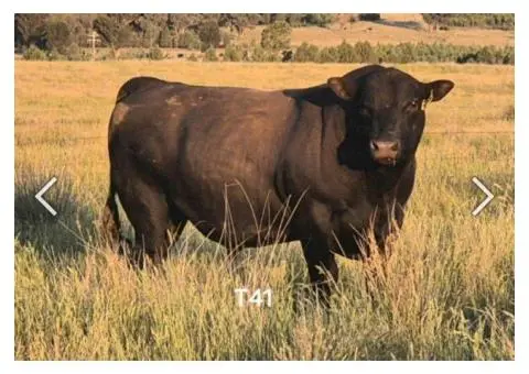 Angus x Fresian Cow ,Angus bull - Suitable Heifers - 3/6