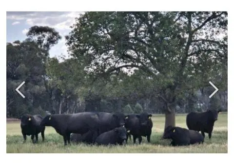 Angus x Fresian Cow ,Angus bull - Suitable Heifers - 4/6