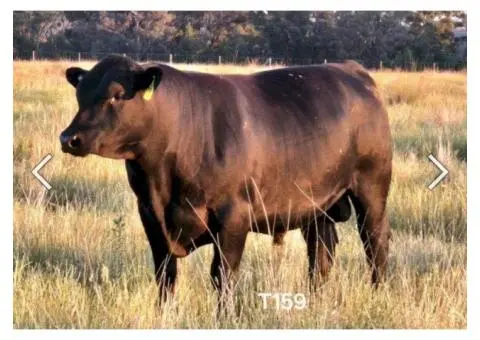 Angus x Fresian Cow ,Angus bull - Suitable Heifers - 5/6