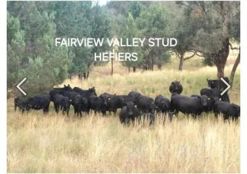 Angus x Fresian Cow ,Angus bull - Suitable Heifers - 6/6