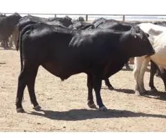 Angus x Fresian Cow ,Angus bull - Suitable Heifers