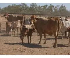 Angus x Fresian Cow ,Angus bull - Suitable Heifers