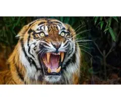 Where Can New Zealanders Find the Most Thrilling Wildlife Holiday Packages in India?