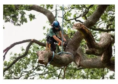 Fast and Affordable Tree Removal Services in Melbourne