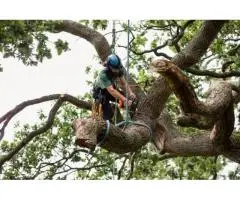 Fast and Affordable Tree Removal Services in Melbourne