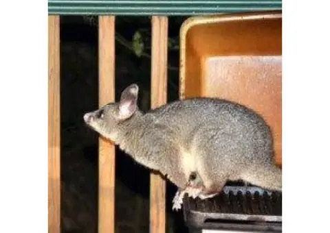 Worried about possums at your home or business premises?