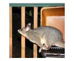 Worried about possums at your home or business premises?