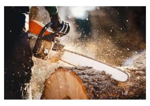 Tree Lopping Sydney North Shore