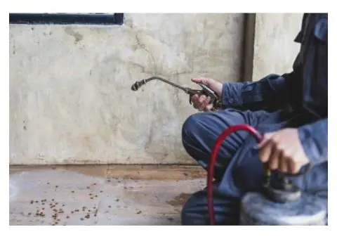 Affordable Dead Animal Removal Services in Frankston - True Pest Control