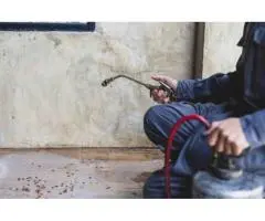 Affordable Dead Animal Removal Services in Frankston - True Pest Control