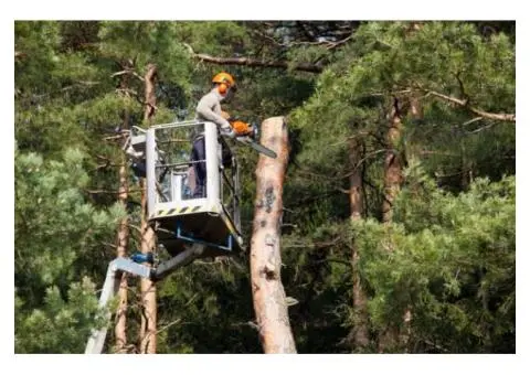 Maintain Tree Health with Expert Pruning and Trimming in Melbourne