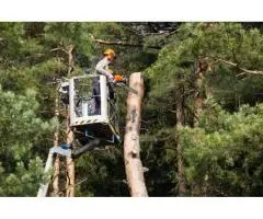 Maintain Tree Health with Expert Pruning and Trimming in Melbourne