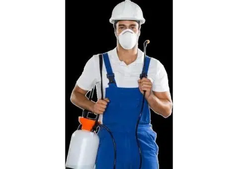 Remove Hidden Colonies Fast With Ant Infestation Services in Melbourne