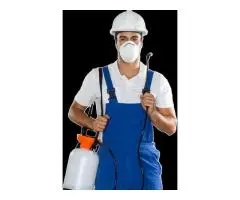 Remove Hidden Colonies Fast With Ant Infestation Services in Melbourne