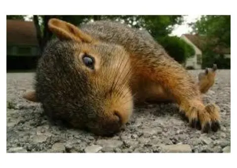 Professional Dead Animal Removal Services in Berwick - True Pest Control