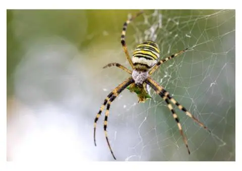 Why Choose RIP Pest Management For Spider Pest Control?