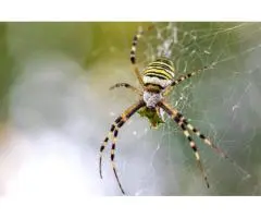 Why Choose RIP Pest Management For Spider Pest Control?