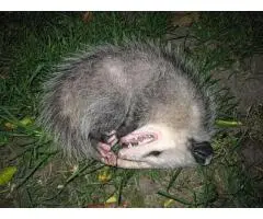 Expert Dead Animal Removal Services in Indooroopilly - True Pest Control