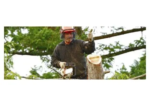 Tree Removal Adelaide | Expert Tree Cutting & Stump Removal
