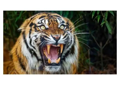 How to Plan an Unforgettable Ranthambore Tiger Safari Tour from Melbourne?