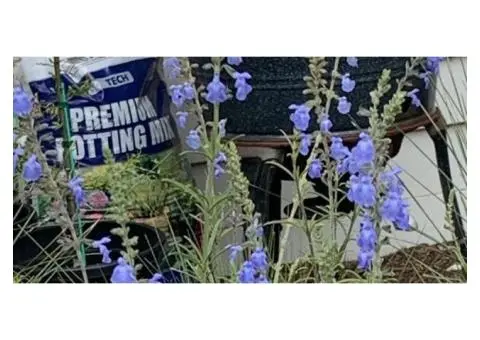 Plant Advice That Brings Balance, Beauty, and Growth Together