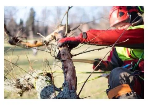 Tree Pruning Sydney