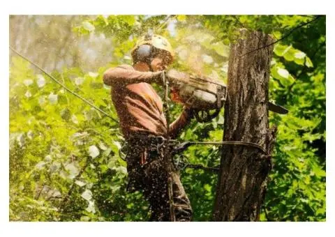 Stump Grinding Sydney