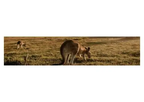 Hunter Valley Chauffeur Services