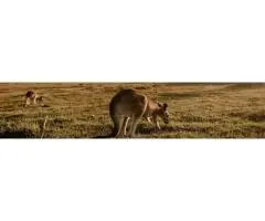 Hunter Valley Chauffeur Services