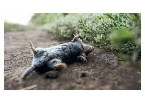 Professional Dead Animal Removal Services in Coorparoo - True Pest Control