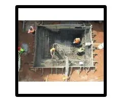 Custom & Luxury Home Builders Brisbane