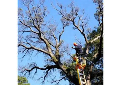 Sydney tree pruning: safe, skilled, & certified!