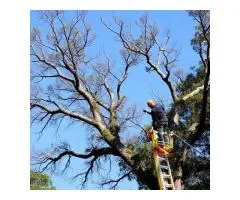 Sydney tree pruning: safe, skilled, & certified!
