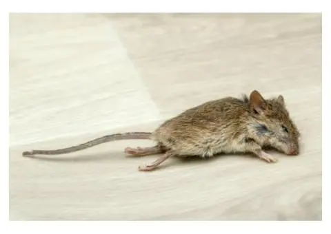 Effective Dead Animal Removal Services in Sherwood - True Pest Control