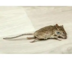 Effective Dead Animal Removal Services in Sherwood - True Pest Control