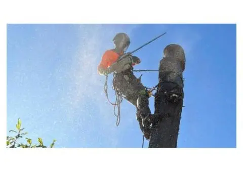 Stump Removal Adelaide