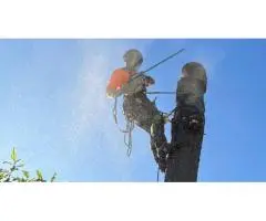 Stump Removal Adelaide