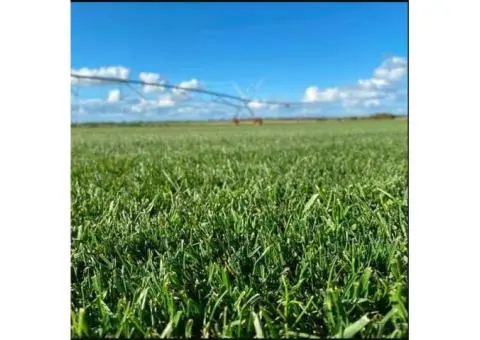 RTF Tall Fescue Adelaide