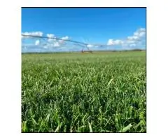 RTF Tall Fescue Adelaide